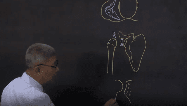 精品教学-系统解剖学